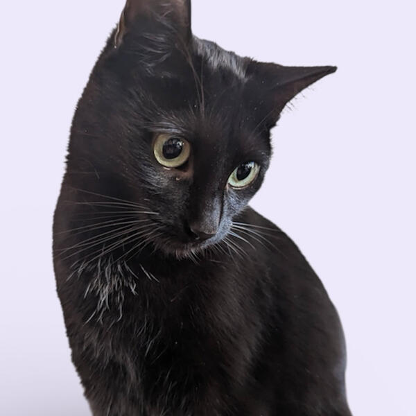 Pixel, black cat, Cat Nap mascot