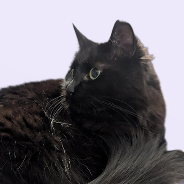 Luma, black long-haired cat, Cat Nap supervisor